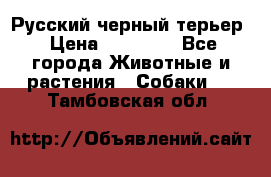 Русский черный терьер › Цена ­ 35 000 - Все города Животные и растения » Собаки   . Тамбовская обл.